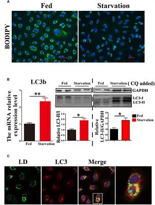 Inhibited Lipophagy Suppresses Lipid Metabolism in Zebrafish Liver Cells